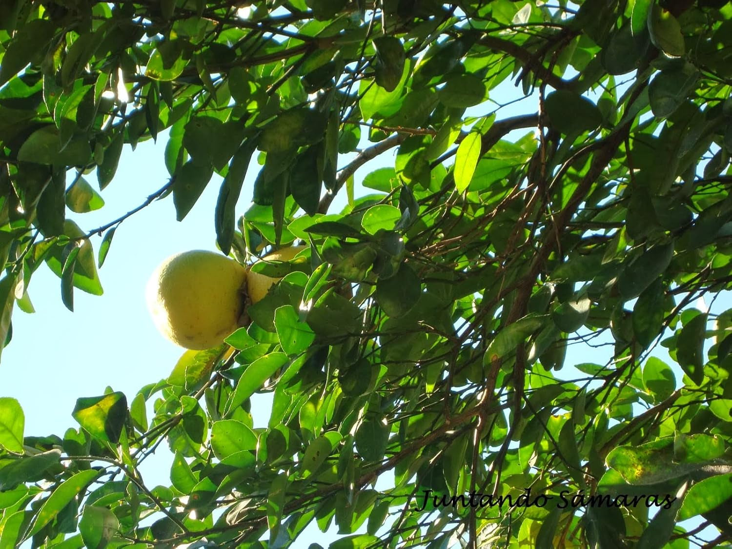 10 Grapefruitkerne (Citrus Paradisi)