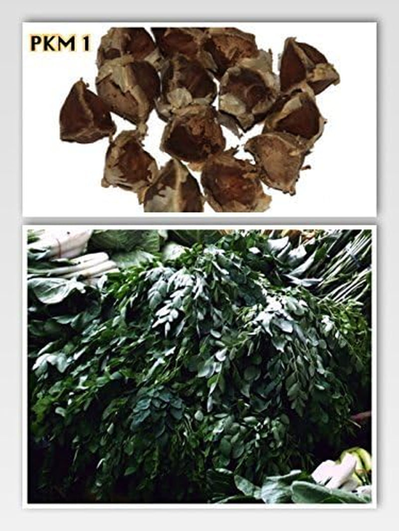 Moringa - Moringa oleifera - 100 mag *Tormának is nevezik*
