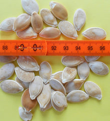 Riesenkürbis - Big Max - 20 Samen - Bis Zu 60 Kg Schwere Kürbisse !!