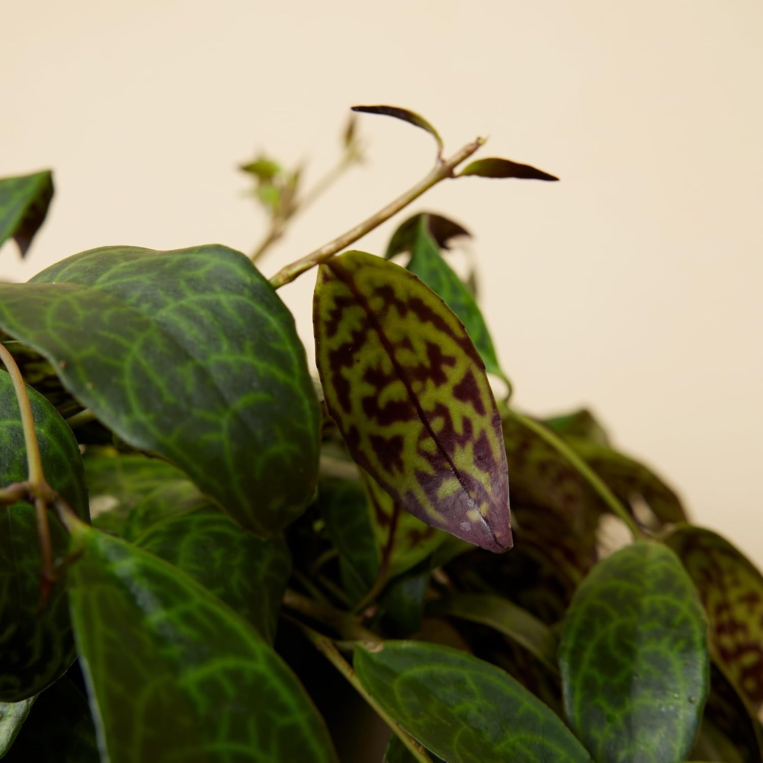 Bloomique – Aeschynanthus Marmoratus – Lippenstiftpflanze – Hängepflanze – Zimmerpflanzen – Haustierfreundlich – Luftreinigend – 30–40 Cm Hoch – Topf 17 Cm