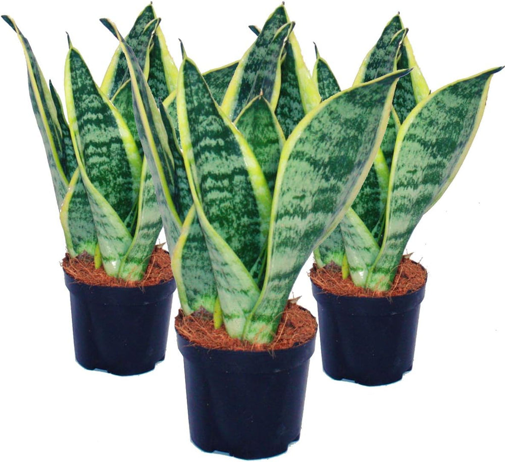 Exotenherz - Sansevieria Trifaciata Hahnii - 3 Versch. Pflanzen Im 5,5Cm Topf - Bogenhanf, Schwiegermutterzunge
