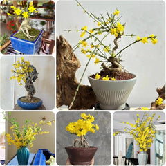 Winterjasmin Schnell Wachsende Sträucher Jasminum Nudiflorum Blumenbeet Sträucher Winterhart Blühend Bio Kletterpflanzen Frühlingsblume Gartendeko Für Draußen Balkonpflanzen 100Samen