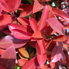 Rote Glanzmispelsamen - Stauden Blumengarten Red Robinsamen Steingartenpflanzen Winterhart Seltene Balkon Outdoor 100Pcs