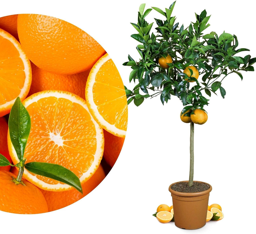 Narancs a My Oranjeria-ból - valódi narancs - citrusfélék - Citrus sinensis - Narancs - oltott narancs kertészeknek (Mezzo [M])