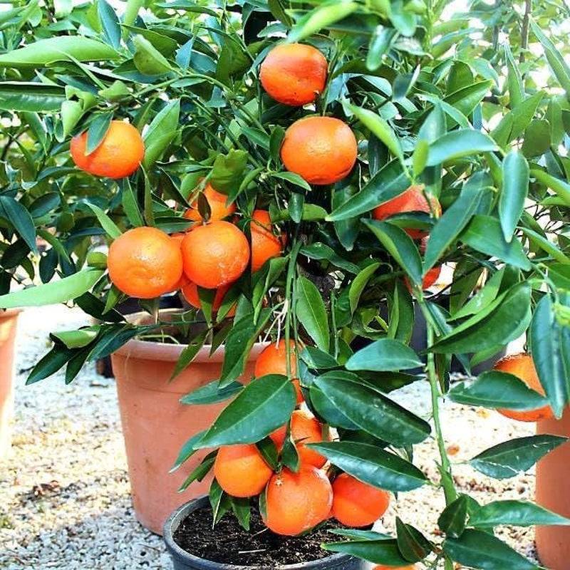 Zitrusfrüchte Süß Orange - Citrus Sinensis - Obstpflanze Höhe 80~90 Cm Topf 20 Cm