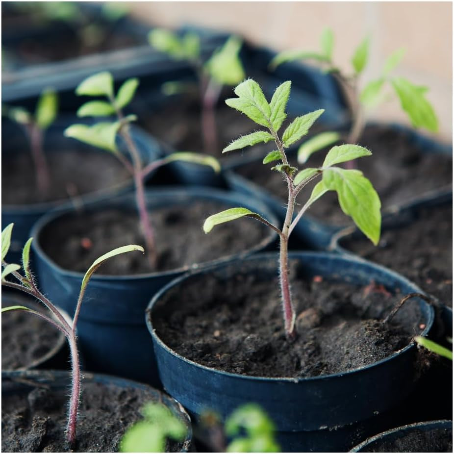 Bio Tomatensamen MONEYMAKER