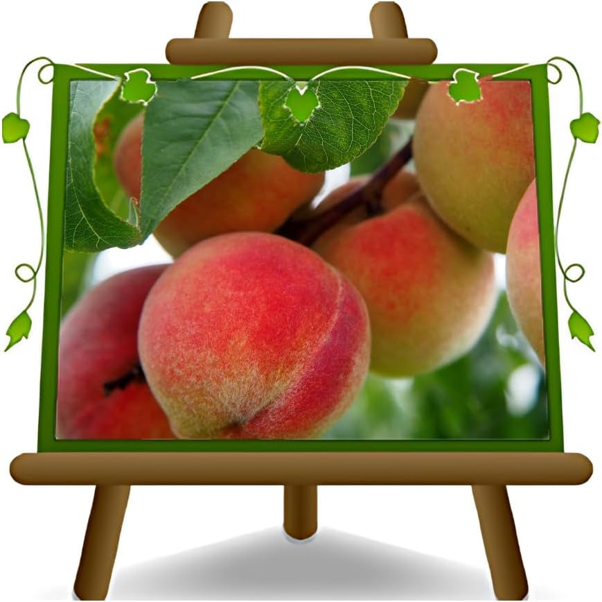 Pfirsiche Mit Gelbem Fruchtfleisch Leichter Pfirsich - Obstpflanze Blasenbeständig Auf Blumentopf 20 - Baum Max 170 Cm - 2 Jahre Anbau Italien