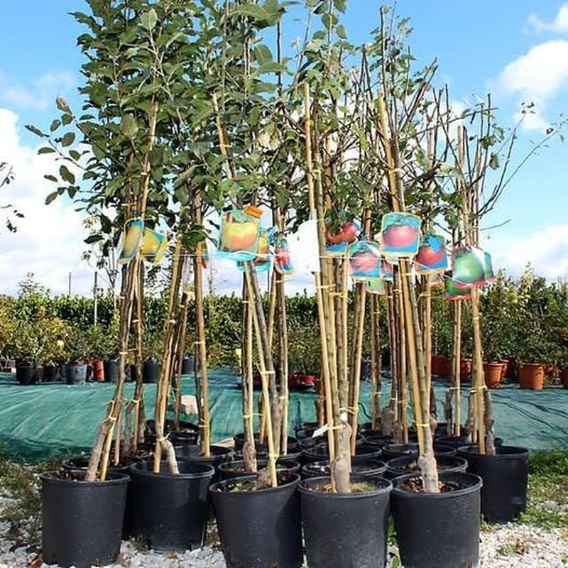 Apfelbaum Sorte Rosa Di Caldaro – Obstpflanze Im Topf Ø 24–26 Cm – Höhe Max. 180 Cm – Alter 4 Jahre – Italienische Baumschule