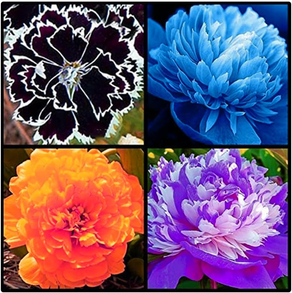 Lebende Pflanzen, Mehrjährige Blumenzwiebel ist winterhart, Winterhart pflanzen, Mysteriöse magische Glühbirne, Blumenzwiebel Mix-4 Oxalis Triangularis Blumenzwiebeln