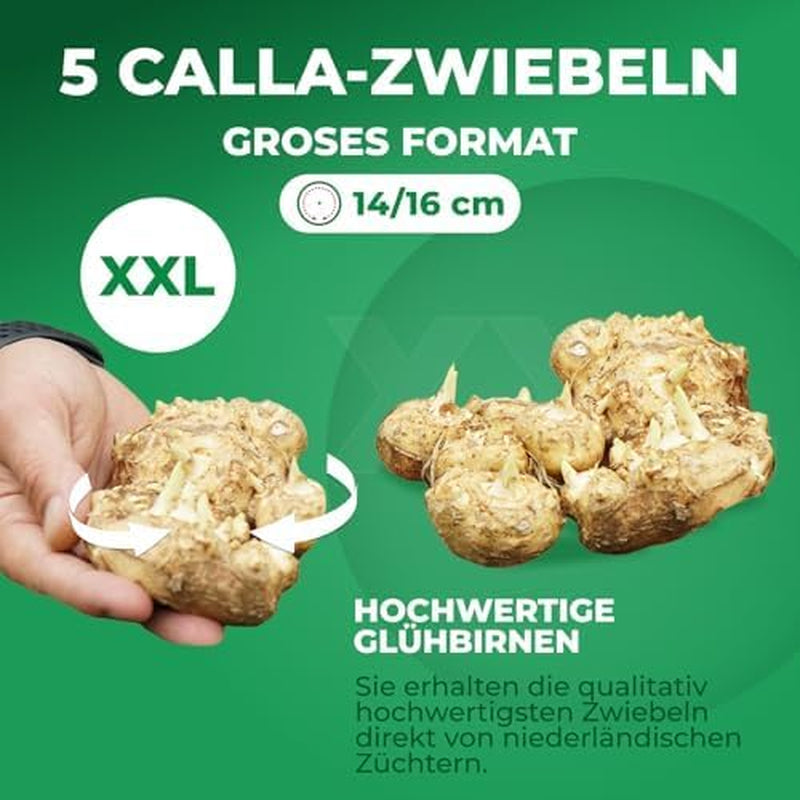 Calla Lilien Zwiebeln Winterhart Mehrjährig - Zantedeschia - 10 große Blumenzwiebeln, 5 Sorten Mix - Echte Pflanzen aus Holland - für Garten und Topf (große Knollen, kein Samen und nicht künstlich)