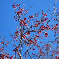 Kornelkirsche, Cornus Officinalis, Obstbaum Säulenobst Kräutersamen Alte Sorten Wildkräuter Kaufen 150Samen
