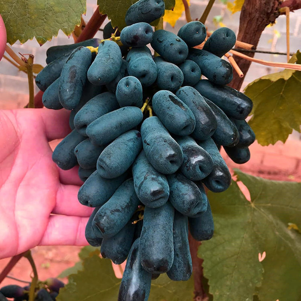 Virághagyma keverék, Mystery Magic Hagyma, Hardy Planting, Winter Hardy Évelő Virághagyma, Hardy Hagyma - 3 Orchidea hagyma