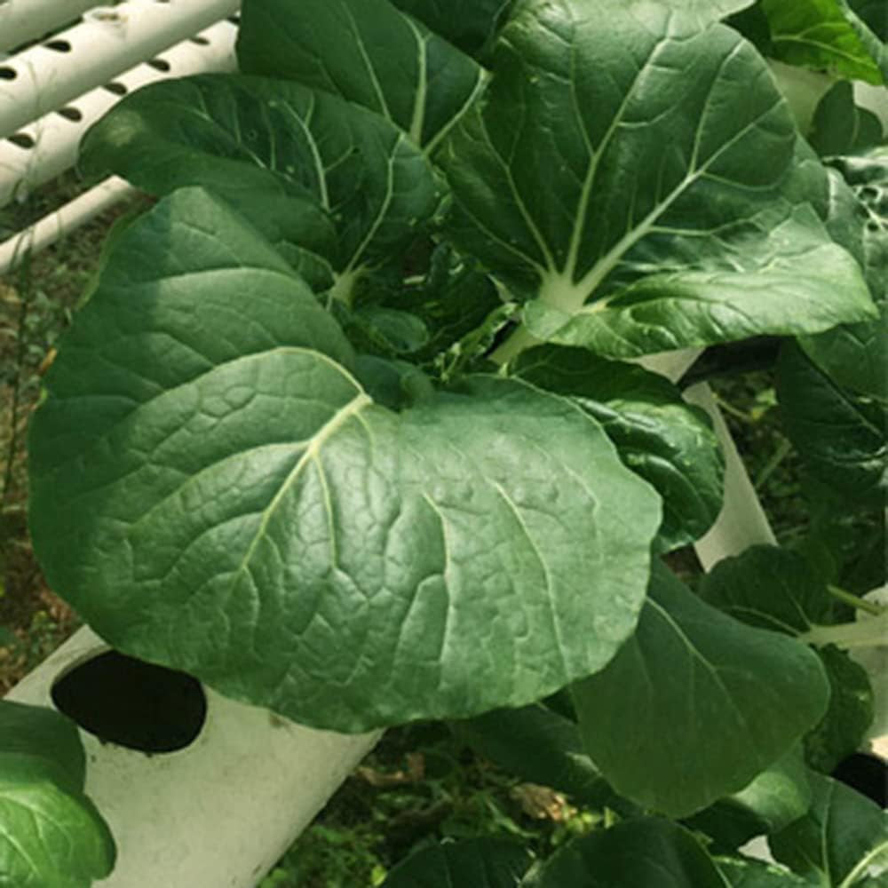 1 rétegű hidroponikus termesztőkészlet 54 ültetővel, PVC talajmentes növénytermesztő rendszerekkel vízszivattyúval, hidroponikus termesztőkészletekkel zöldség- és gyümölcstermesztéshez erkélyeken, kertekben, teraszokon és hátsó udvarokon