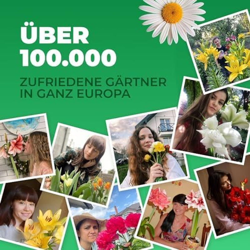 Calla Bulbs Hardy Perennial - Zantedeschia Orange Passion (narancs) - 5 nagy virághagyma - Real Holland Plants - Kertbe és cserepekbe (nem magvak, nem mesterséges)