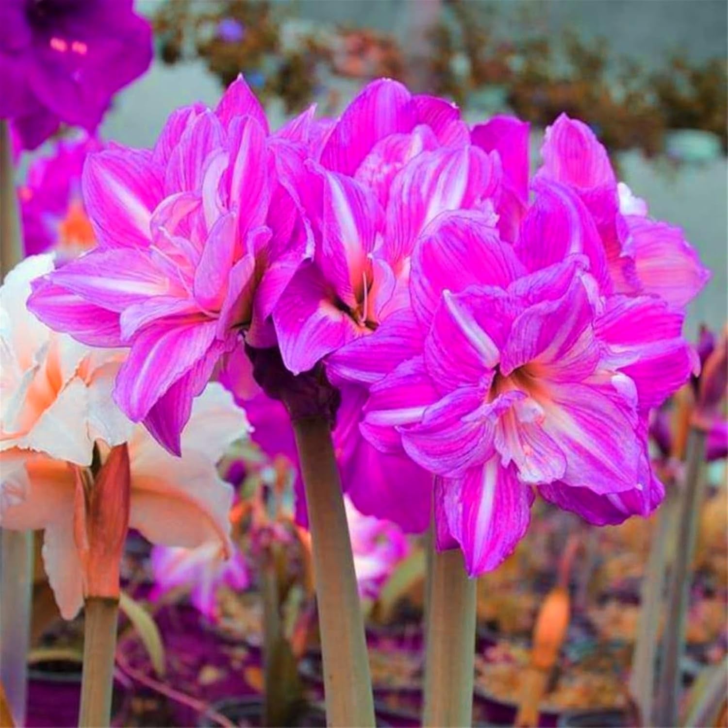 Virághagyma keverék, Mystery Magic Hagyma, Hardy Planting, Winter Hardy Évelő Virághagyma, Hardy Hagyma - 3 Orchidea hagyma