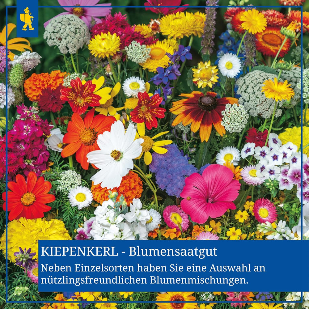Zinnien Dahlienblütige Mischung