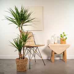 Dracaena Marginata Groß