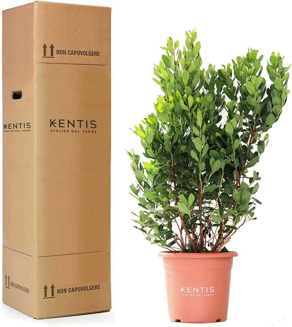 KENTIS - Szamóca (Arbutus unedo) - Strapabíró növények a kertbe - Örökzöld, igazi növény - Magasság 80-100 cm, cserép Ø 24 cm